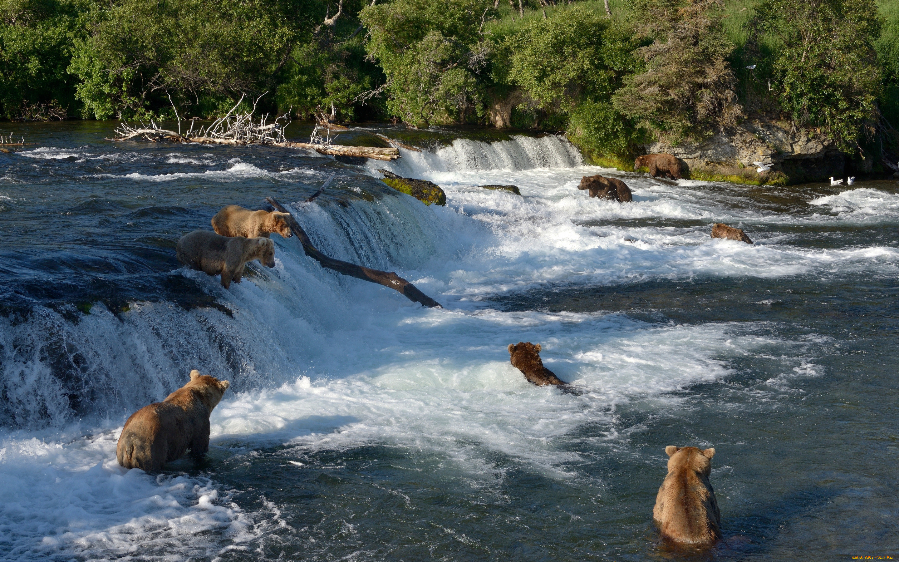 , , , , , brooks, river, , , , katmai, national, park, alaska, , , falls, 